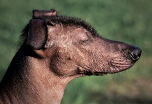 dog, mexican hairless dog, xoloitzcuintle-6694869.jpg