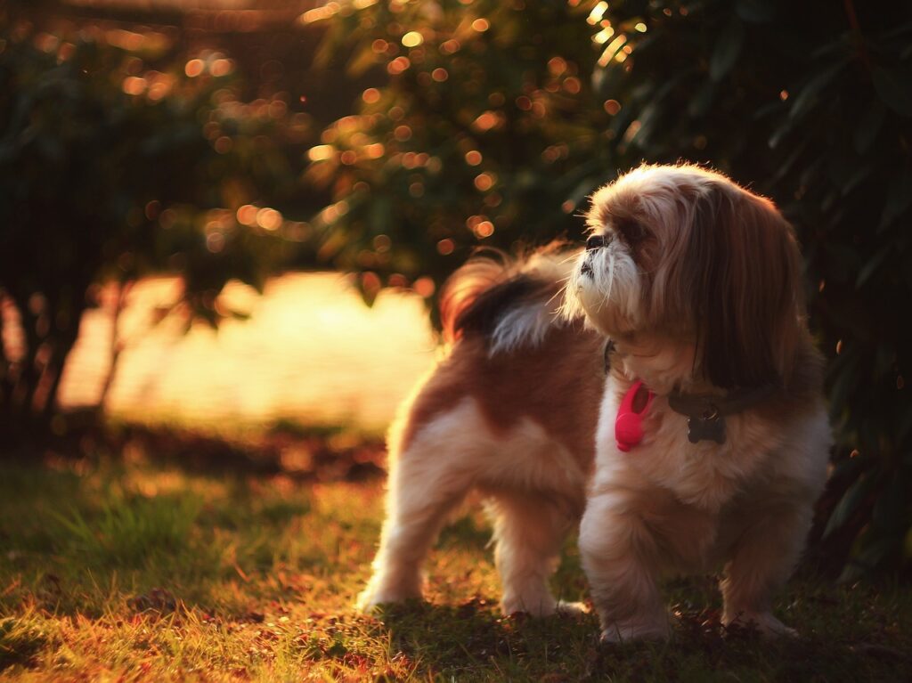 dog, nature, pet-5390571.jpg