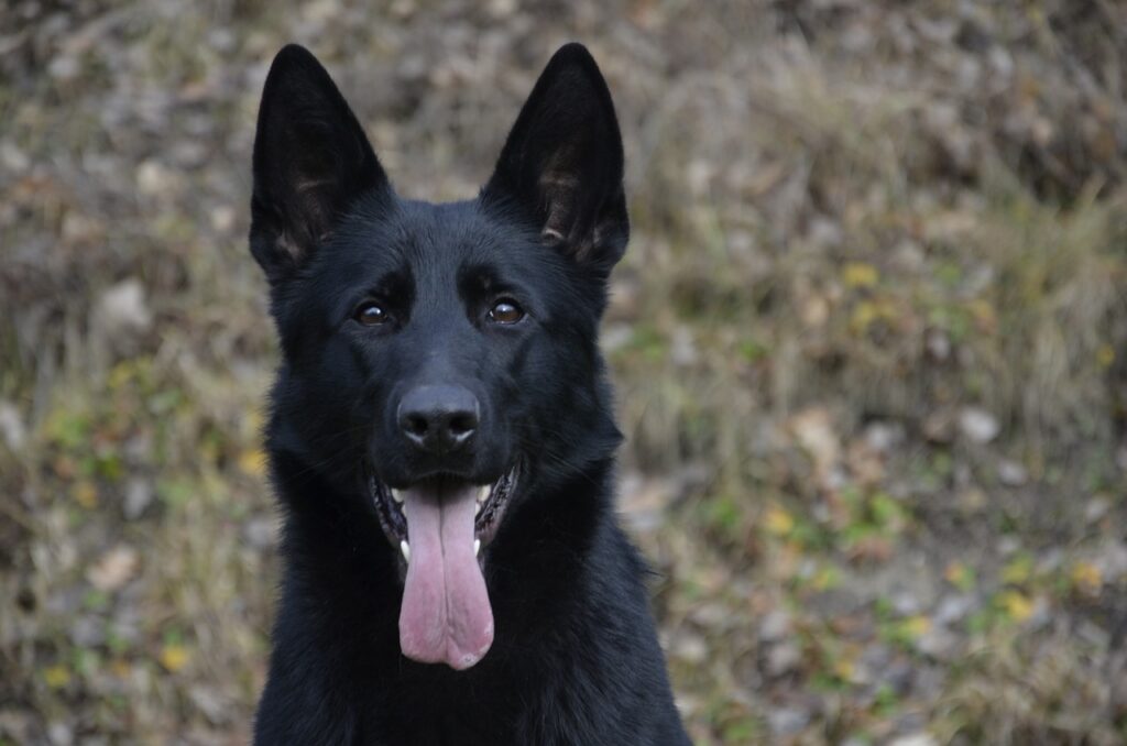 dog, pet, animal-3199096.jpg