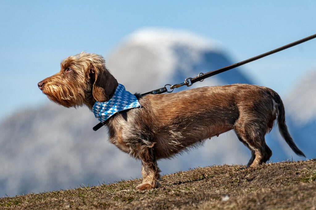 unpopular dog breeds