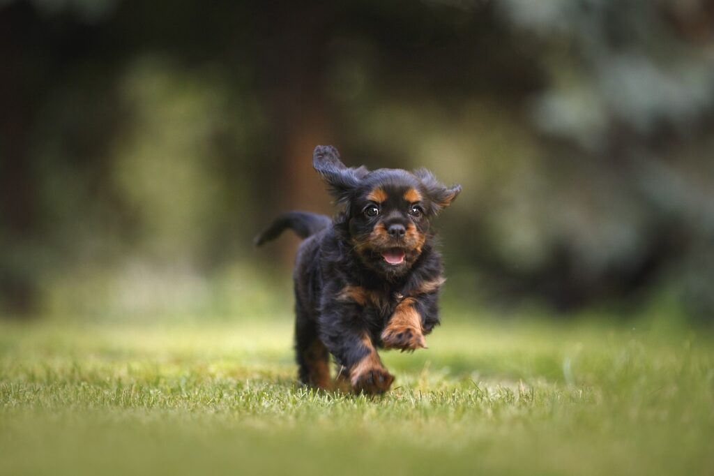 New puppy owner tips