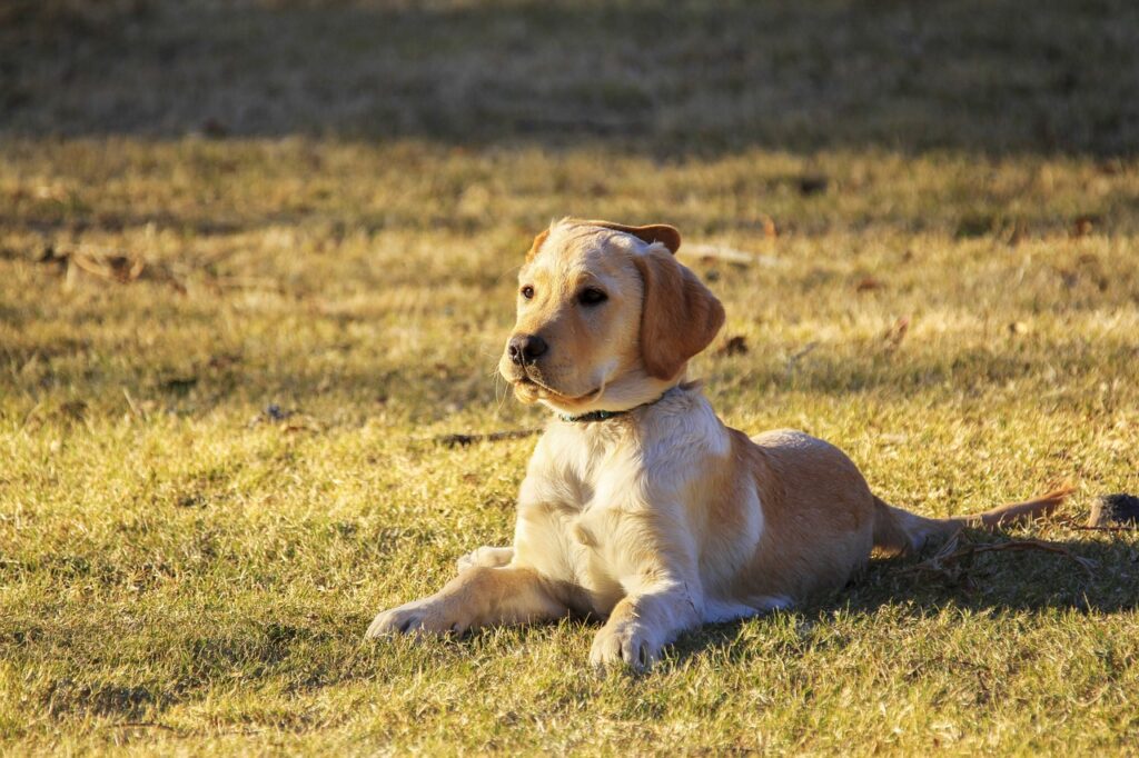 dog, puppy, pet-5632005.jpg