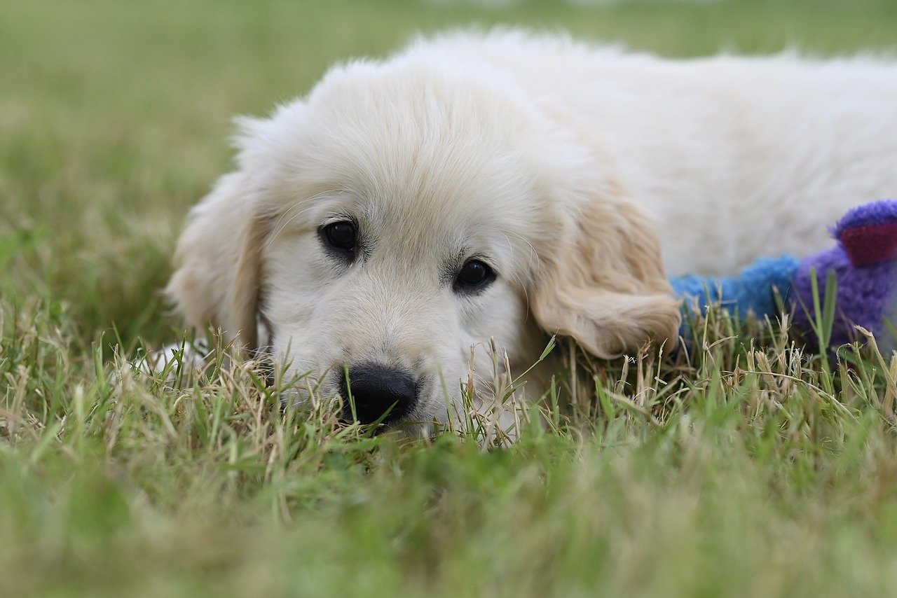 dog, puppy, pet-8785185.jpg
