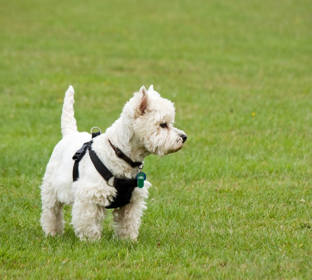 The Best Terrier Puppy Breeds