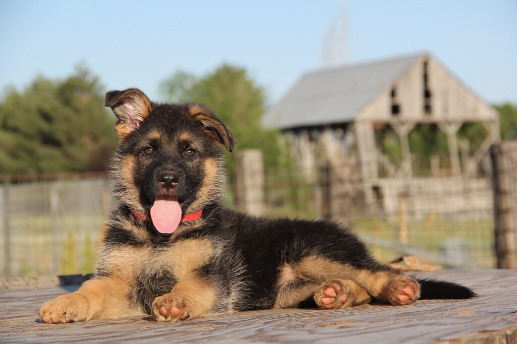 Most Popular Dog Breeds of 2024