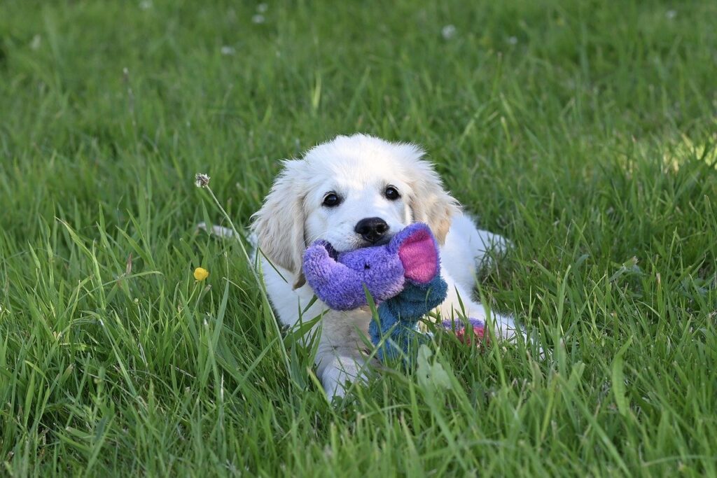golden retriever, dog, animal-8819360.jpg