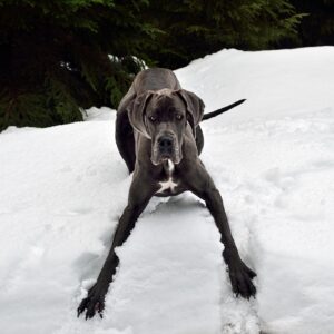 great dane, dog, nature-3073463.jpg