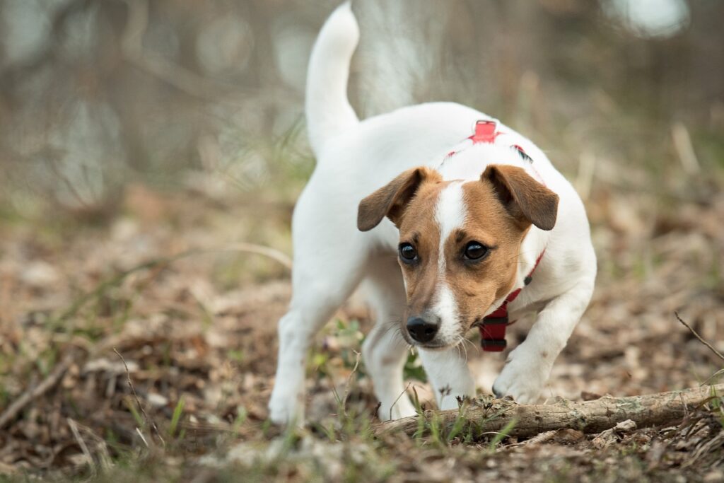 The Best Terrier Puppy Breeds