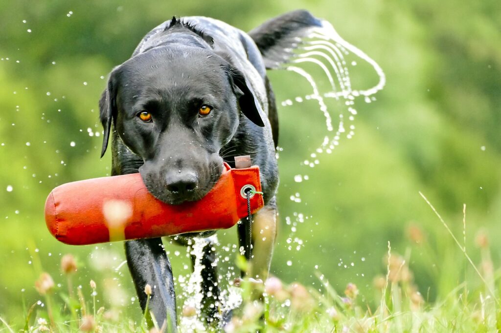 Trainability by Breed