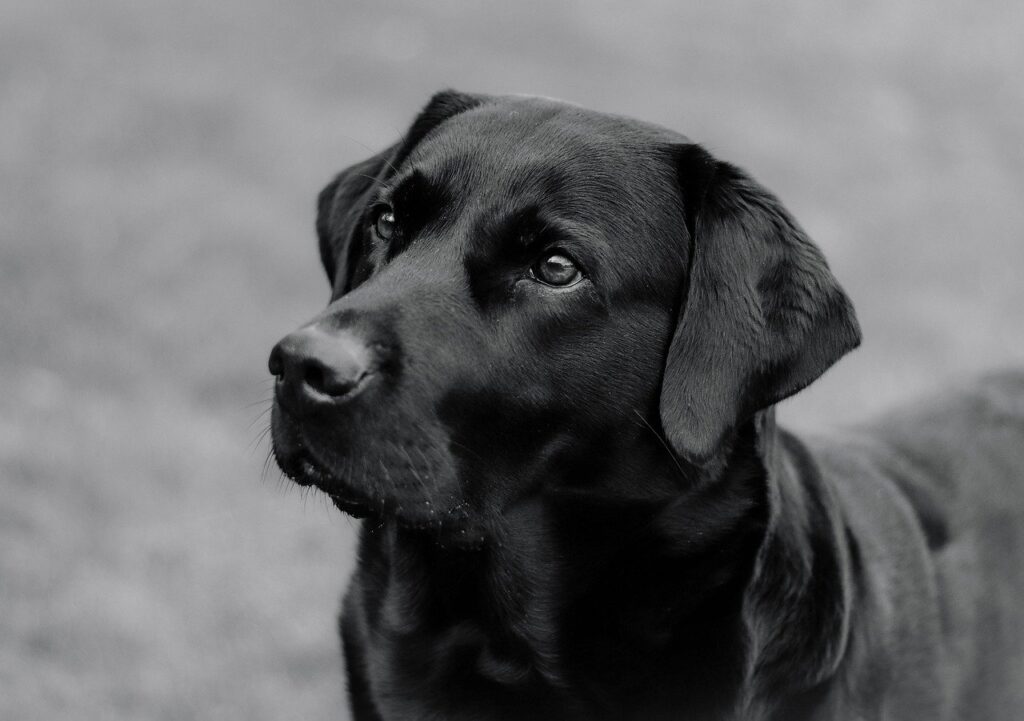 dog coat genetics