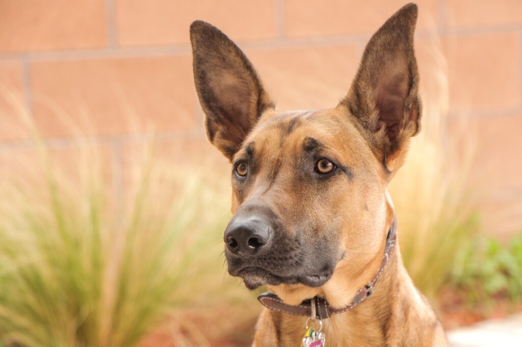 The Healthiest Dog Breeds
