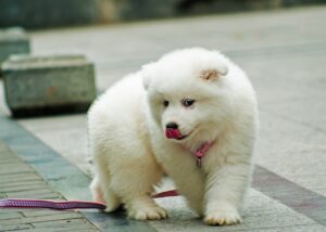 pets, dog, samoyed-1356189.jpg