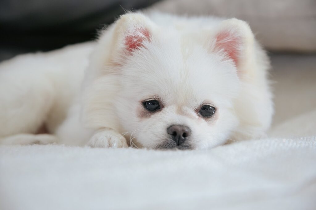 pomeranian, dog, pet-6836971.jpg