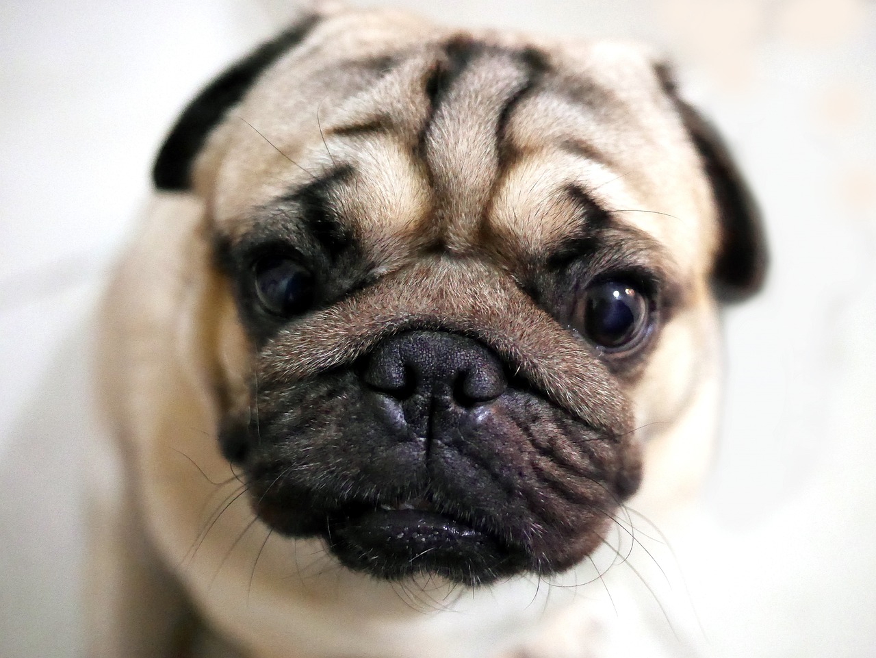 pug, cute, pet-2112174.jpg