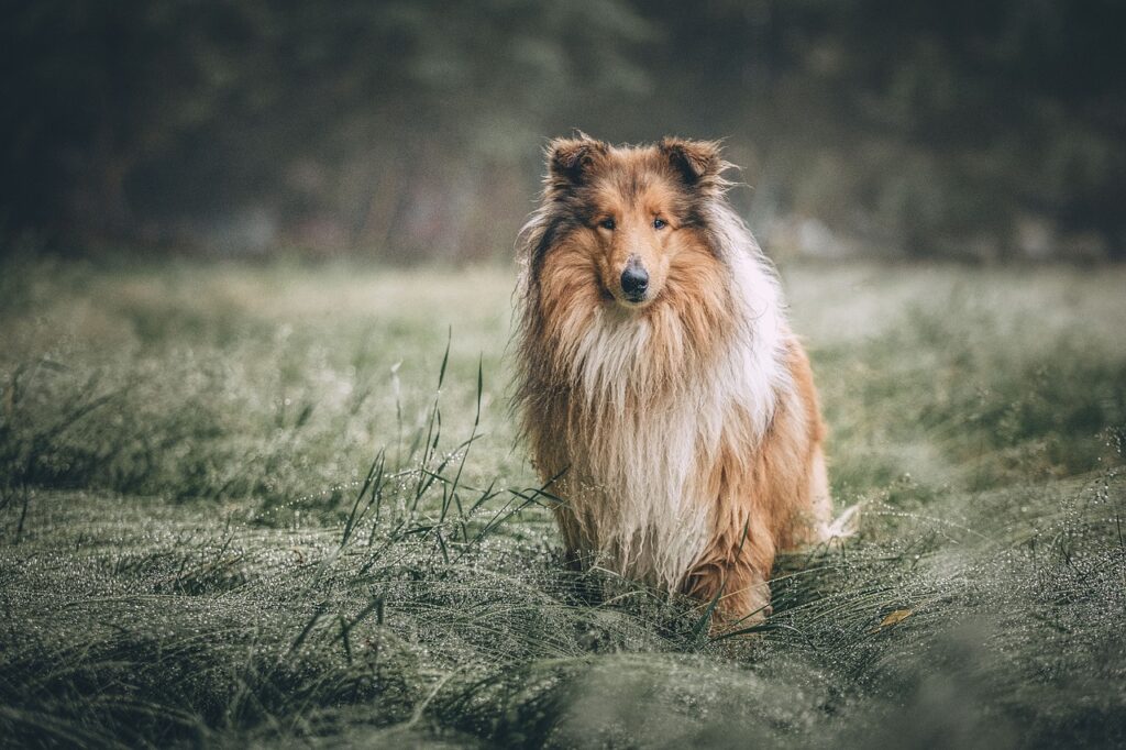 unpopular dog breeds
