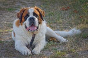 saint bernard, pet, animal-7387479.jpg
