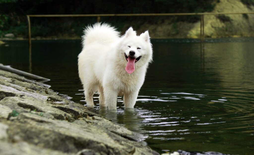Interesting facts about Samoyed