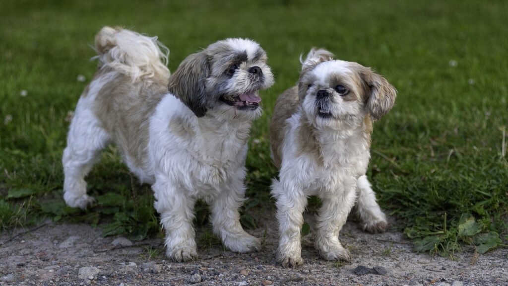 shih tzu, dogs, pets-7333799.jpg