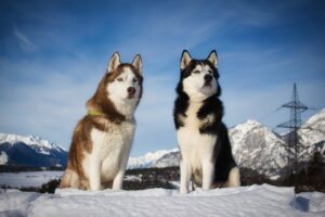 siberian husky, husky, dogs-7832373.jpg