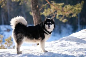 sled dog, malamute, winter-4440877.jpg