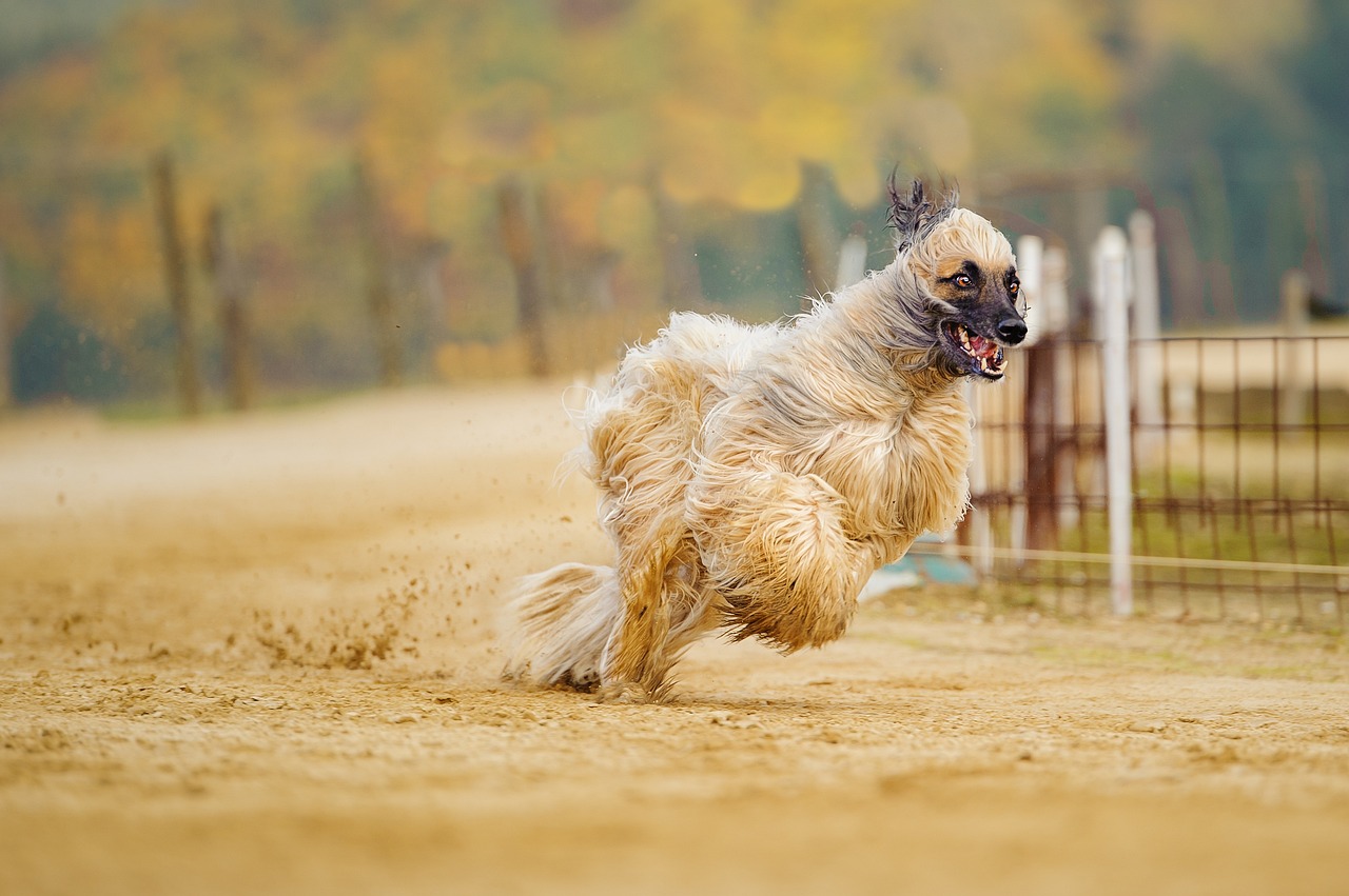 afghan, greyhound, long fur-2488099.jpg