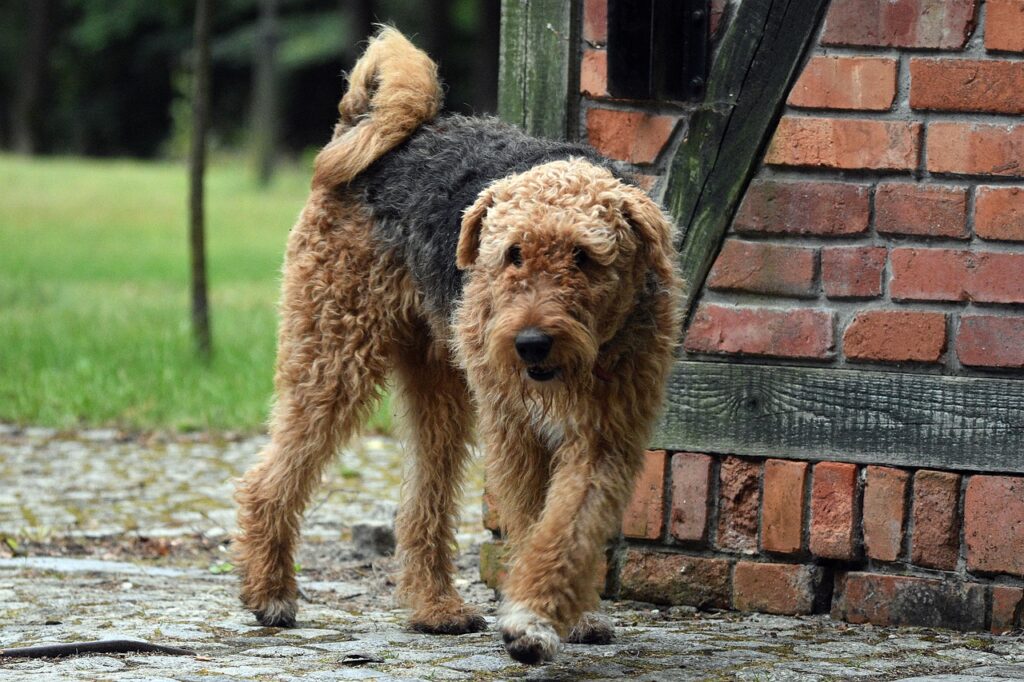 airedale terrier, dog, pet-6582943.jpg