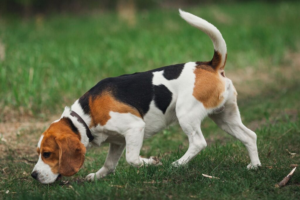 Interesting facts about Beagle