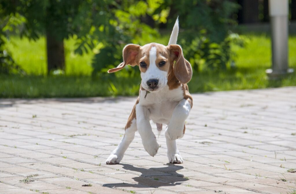 beagle, dog, puppy-3877121.jpg