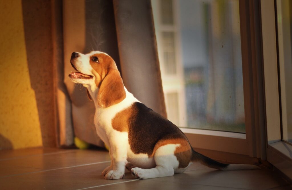 beagle, puppy, dog-5347232.jpg