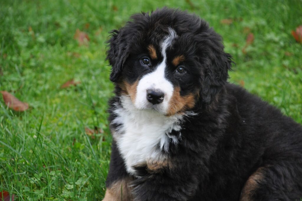 bernese mountain dog, dog, big dog-1177071.jpg