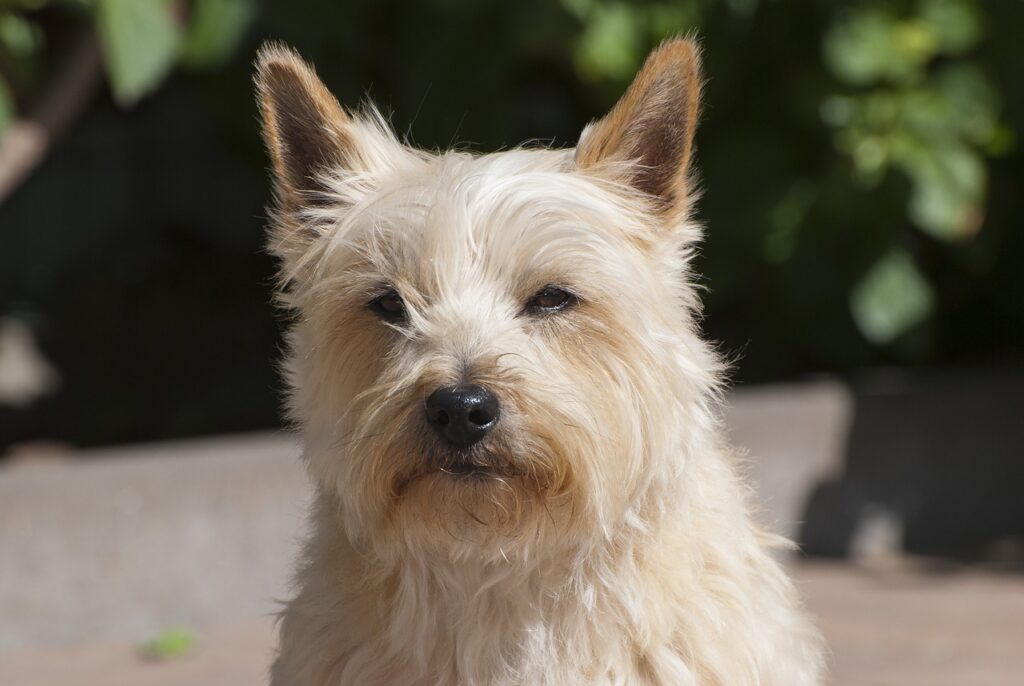 Interesting facts about Cairland Terrier