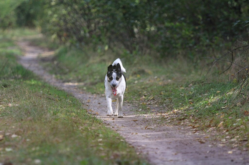 Interesting facts about Rat Terrier
