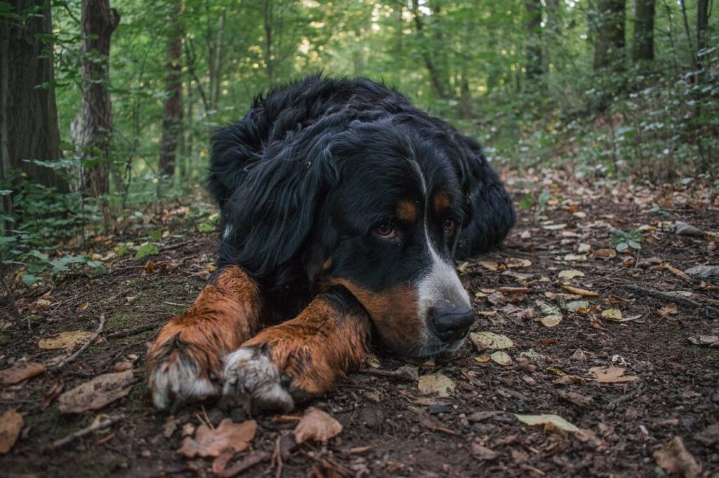 dog, bernese mountain dog, canine-5913476.jpg