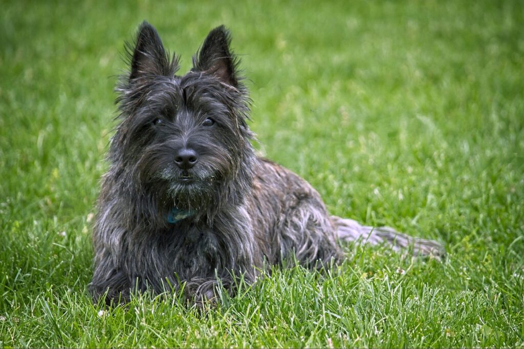 Interesting facts about Cairland Terrier