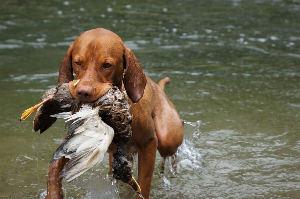 Interesting facts about Vizsla