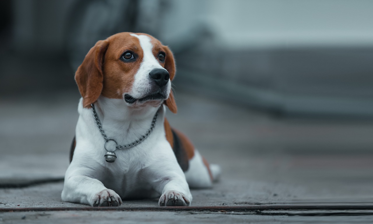 dog, nature, beagle-7556722.jpg
