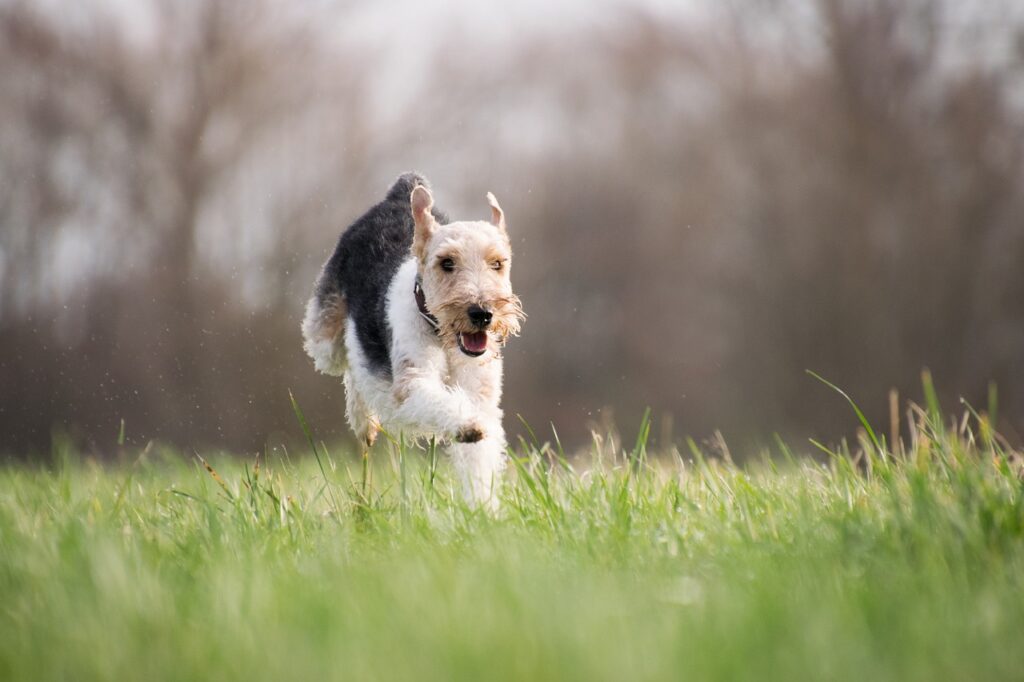 dog, pet, terrier-3210111.jpg