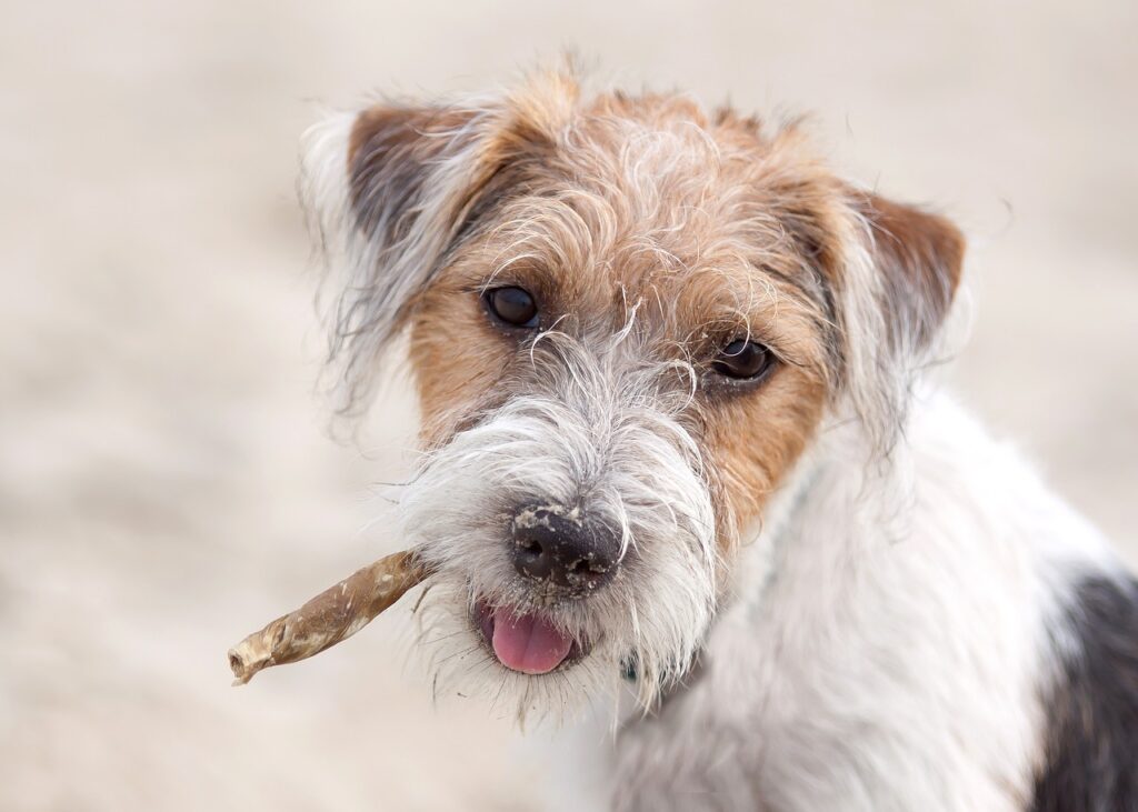 dog, terrier, pet-3684791.jpg