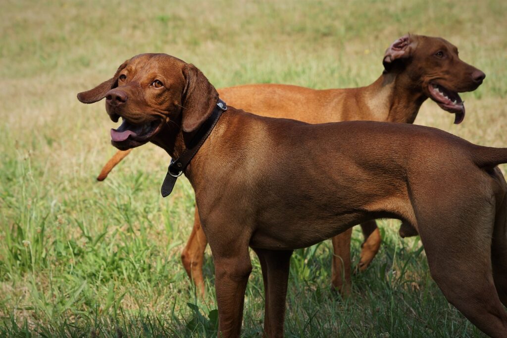 Interesting facts about Vizsla