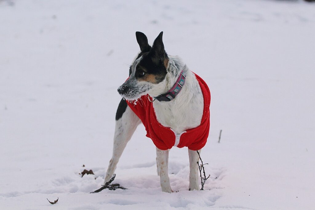 Interesting facts about Rat Terrier