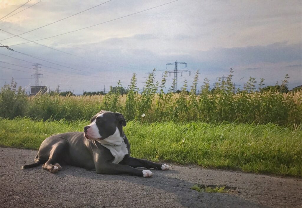 american bully, dog, animal-2735008.jpg