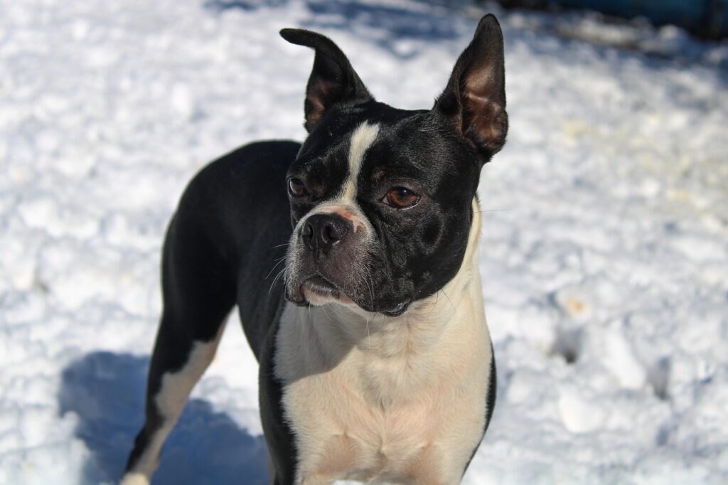 animal, dog, nature-6913571.jpg