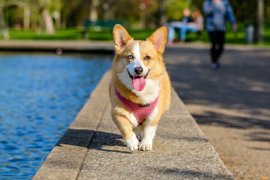 American Corgi puppies for sale