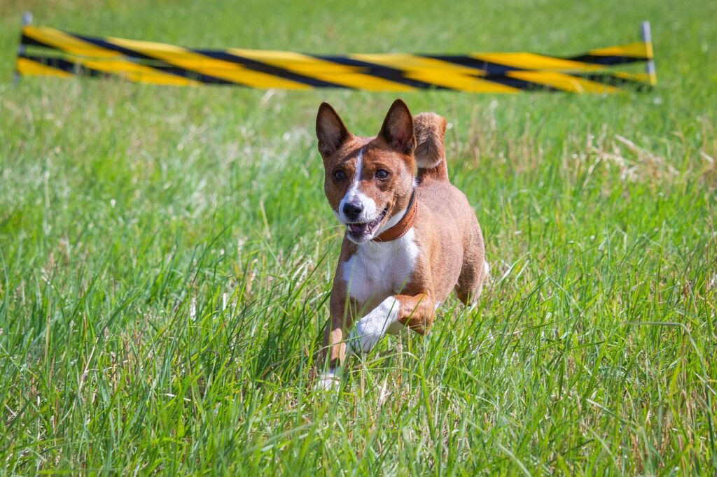 Basenji puppies for sale