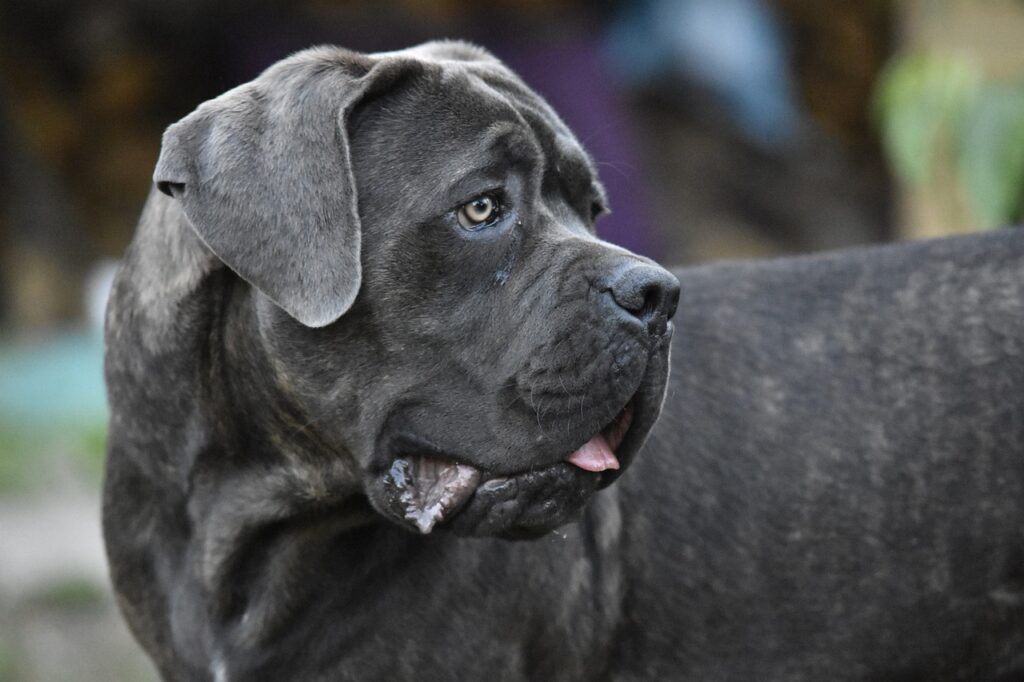 cane corso, dog, animals-3925859.jpg