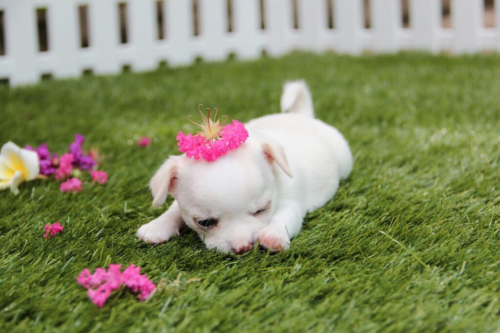 Chihuahua puppies for sale