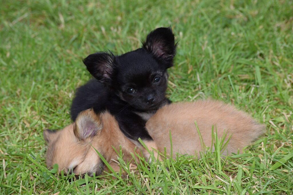 Chihuahua puppies for sale