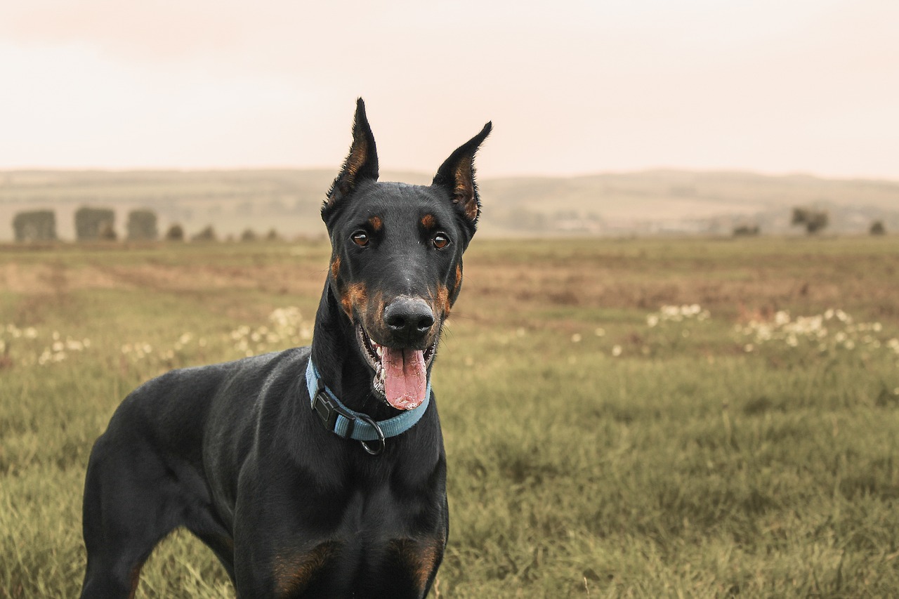 doberman, pinscher, dog-1177919.jpg