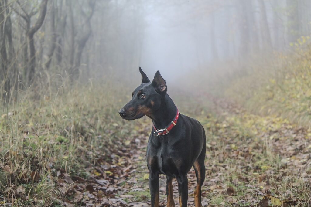 Doberman Pinscher puppies for sale