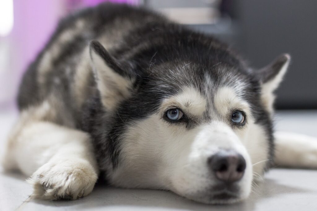 Alaskan Husky puppies for sale